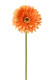 GERBERA 58 CM ORANGE