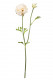 PIVOINE 38CM CREME