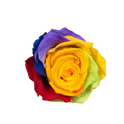 ROSA PRESERVADA RAINBOW SUP.