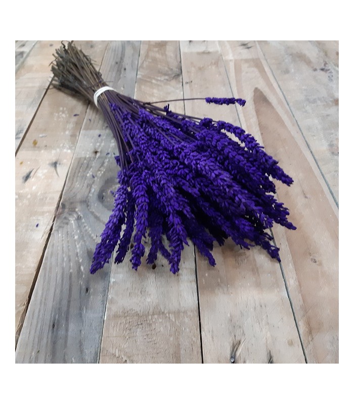 LAVANDA PRESERVADA - Ilerflor